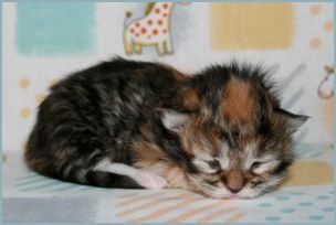 Female Siberian Kitten from Deedlebug Siberians